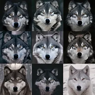wolf aesthetic