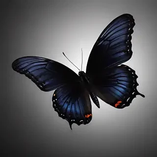 black butterfly wallpaper hd