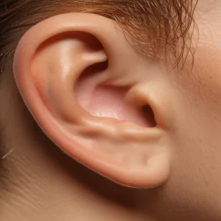 ear png