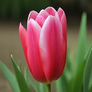 tulip flower