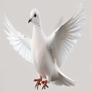 png dove