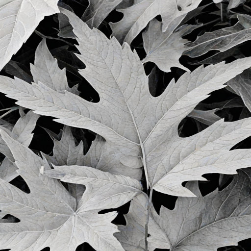 leaf white and black