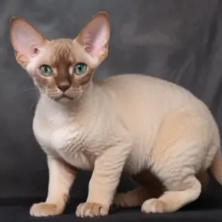 devon rex breed