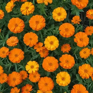 marigolds transparent