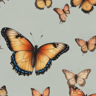 butterfly drawign