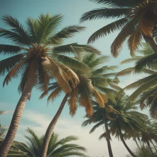 palm trees background
