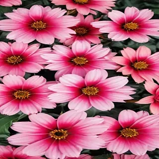 flower computer wallpaper