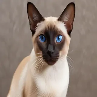 thai old style siamese cat breed