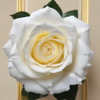 white roses png
