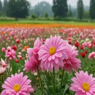 flowers field png