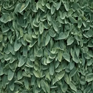 sage green photos