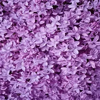 lilac background