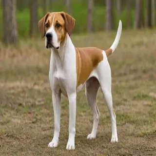 american boxer foxhound