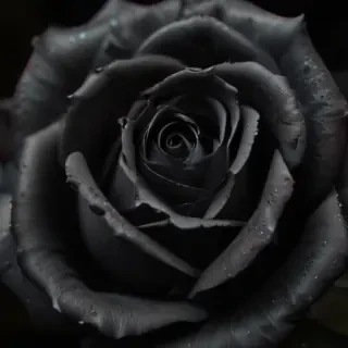 black rose photo