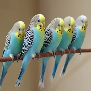 budgies