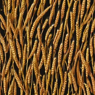 wheat png