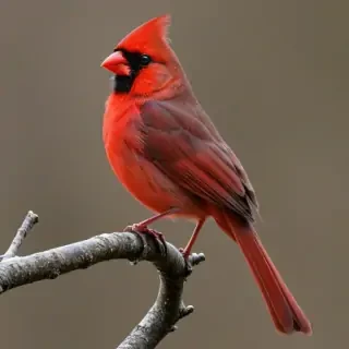 cardinal png