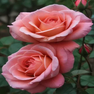 rose outline