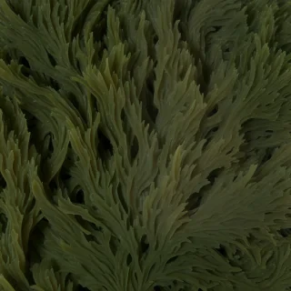 seaweed png