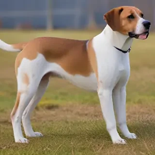 american boxer foxhound
