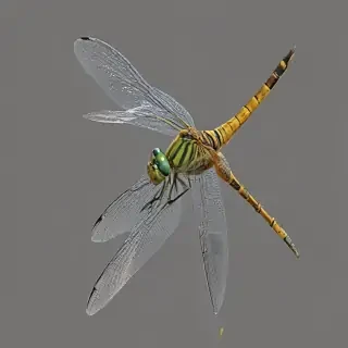 dragonfly png