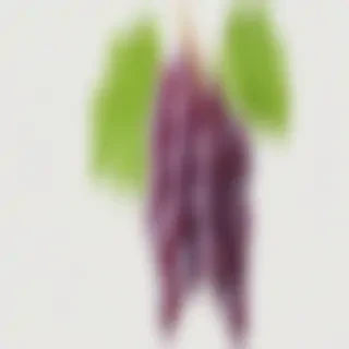 grape png