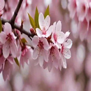 sakura flower