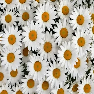 iphone daisy wallpaper