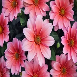 flower wallpaper phone