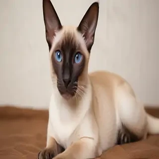 thai old style siamese breed