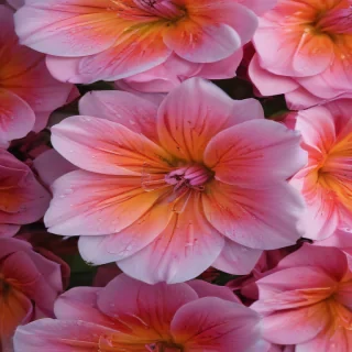 aesthetic flower pictures