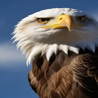eagle wallpaper