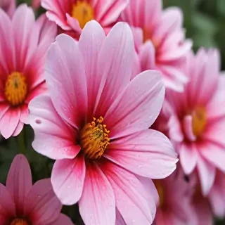 iphone flower nature wallpaper