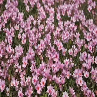 spring flowers