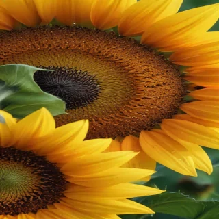 sunflower computer wallpaper