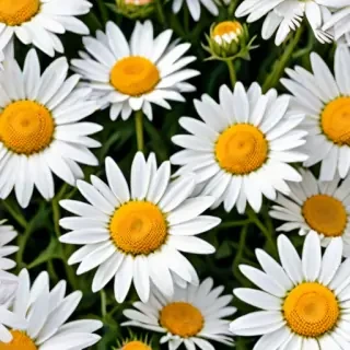 daisies png