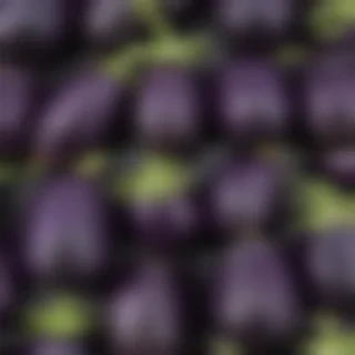 eggplant png
