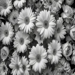 flower images black and white