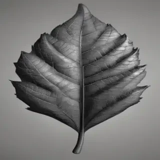 clipart of leaf black and white