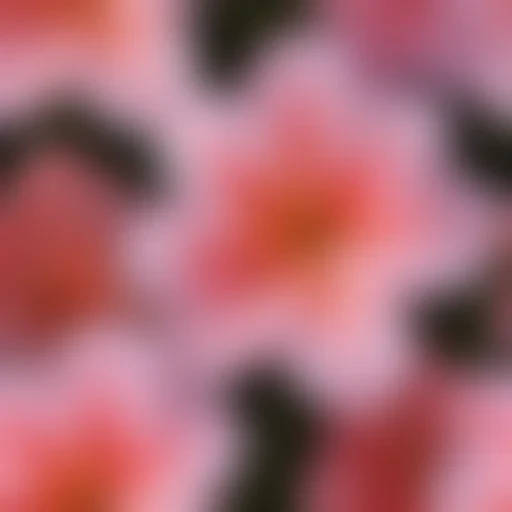 azalea flower