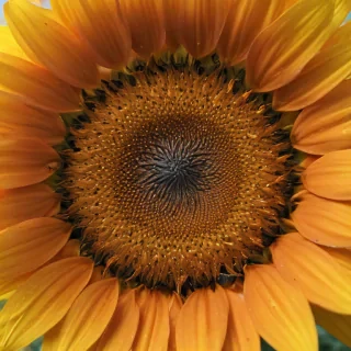 sunflower outline