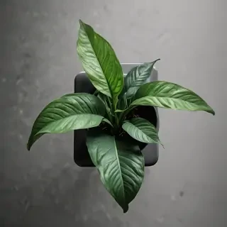 plant phone wallpaper