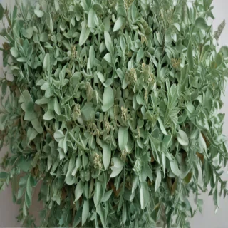 sage green aesthetic