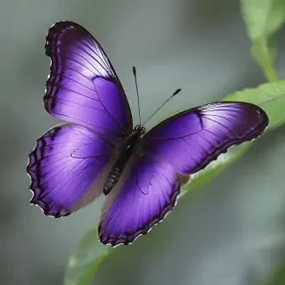 purple butterfly
