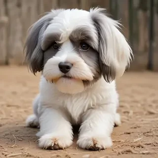 lowchen dog breed