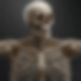 skeleton transparent background