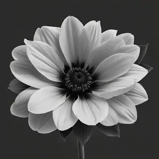 flower png black and white