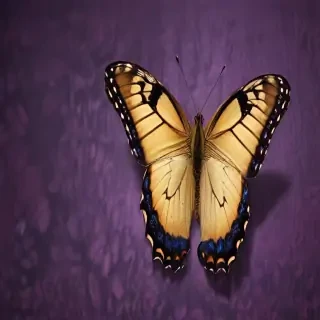 wallpaper butterfly images