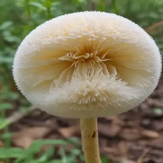 puffball mushroom