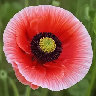 poppy flower